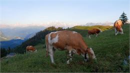Photo d'une vache dans les Alpages des Brasses - M&B