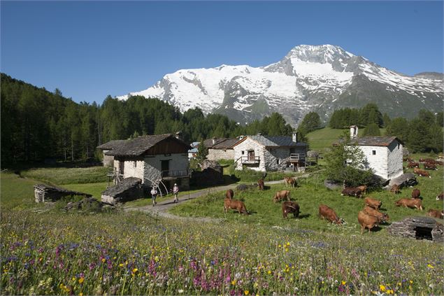 Alpage du Monal - Anne Marmottan