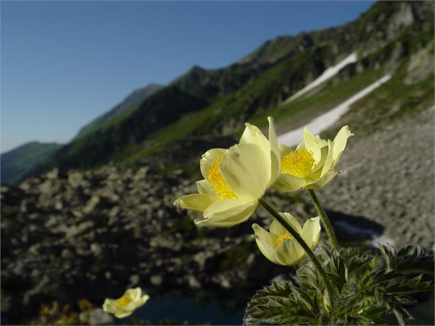 Anemones - OT Coeur de Savoie