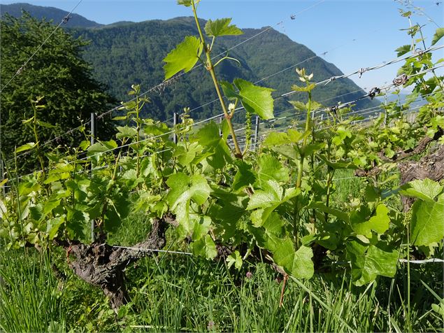 Vignes et coteaux - OT Porte de Maurienne