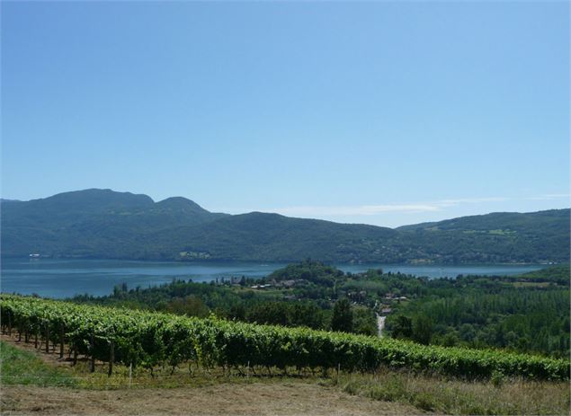 Vignoble et vue sur le lac du Bourget - Communauté de Communes de Chautagne