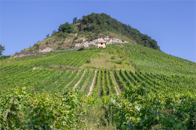 les vignobles de Montagnieu - Marilou Perino