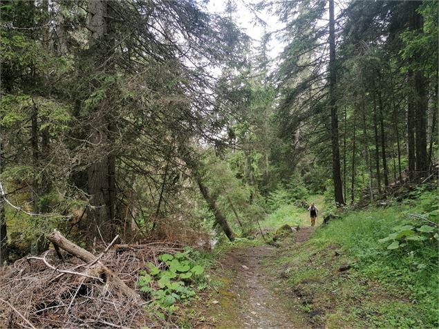 Chemin en forêt direction La Roche - La Plagne Vallée