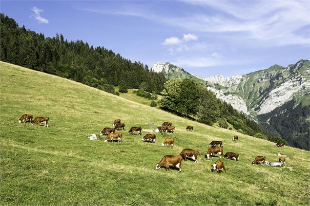 Alpage des Aravis - SMBT-SB04529--SavoieMontBlanc-Bijasson
