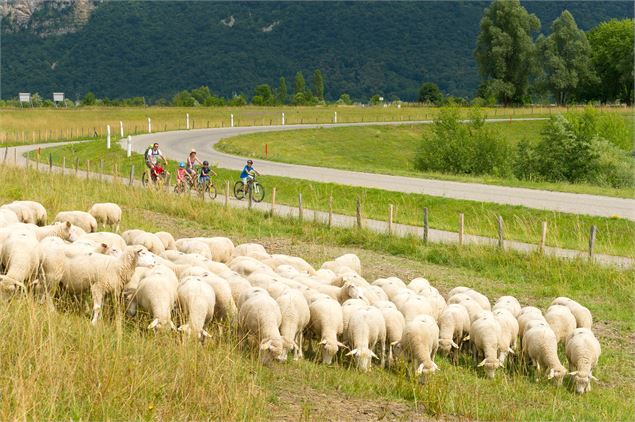 Troupeau de moutons le long de ViaRhôna - Christian Martelet / Auvergne-Rhône-Alpes Tourisme