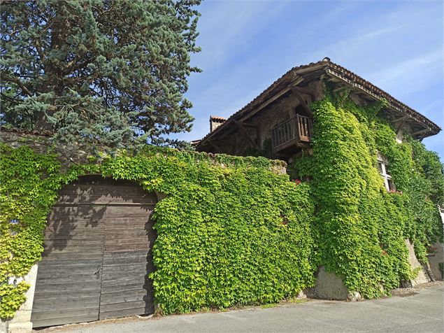 Le charme des murs végétalisés - K.Tranchina