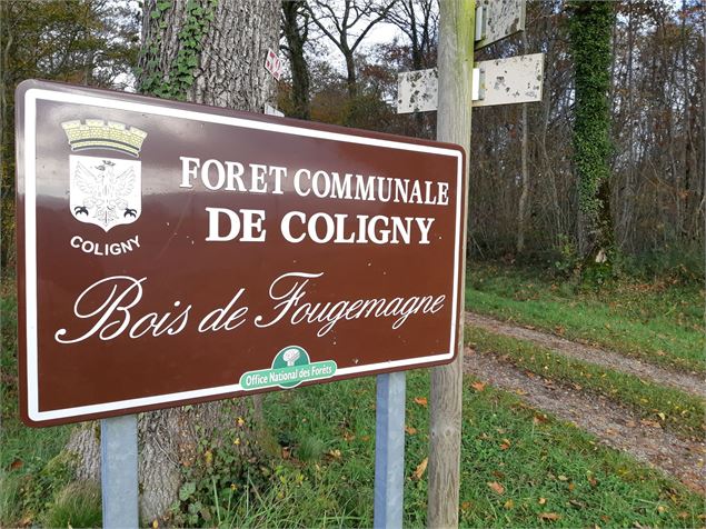 Forêt de Fougemagne - S CALLAND