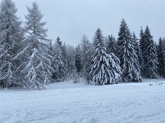 Foêt enneigée au col de la Scia dans le massif des Bauges - Laurent Madelon