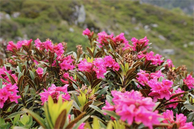 Rhododendron - OT Coeur de Savoie
