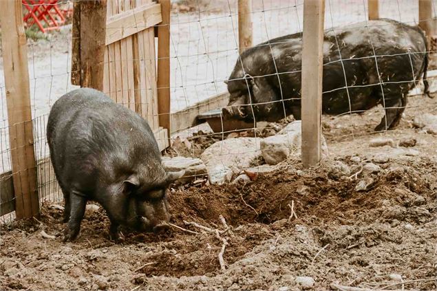 Les cochons de la ferme pédagogique - SOS Animaux de la Ferme Pédagogique