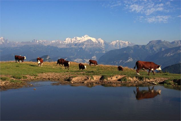 Photo de la vue du Mont Blanc depuis les Brasses avec des vaches - Maison des Brasses