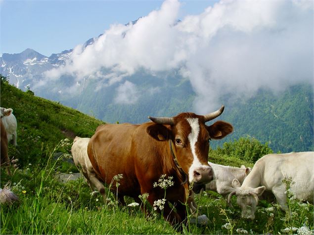 Alpage de Val Pelouse - OT Coeur de Savoie