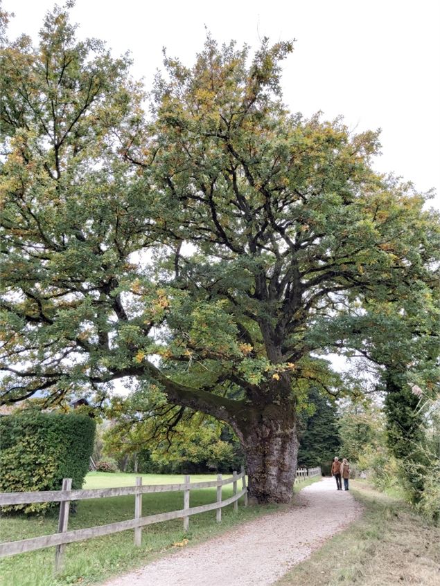 Chêne remarquable sentier des Roselières - Nicole Tissot
