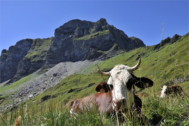 Vache Abondance - Patrick Brault