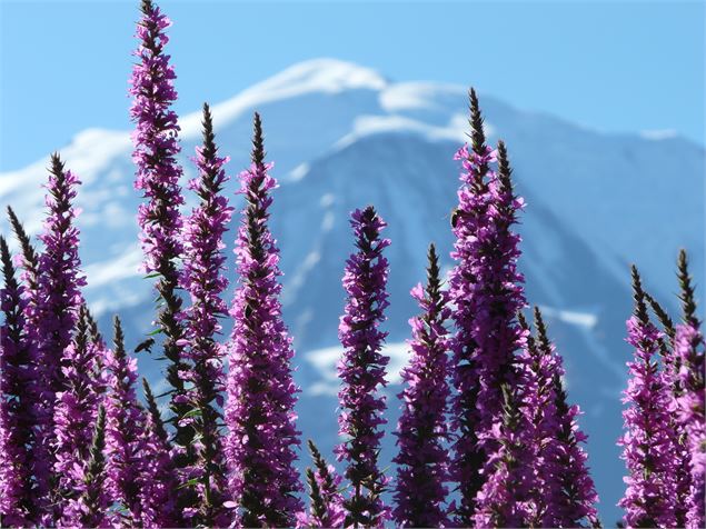 Fleurs de salicaires devant le Mont-Blanc au Jardin des Cimes, près de Chamonix, à Passy _ Haute Sav