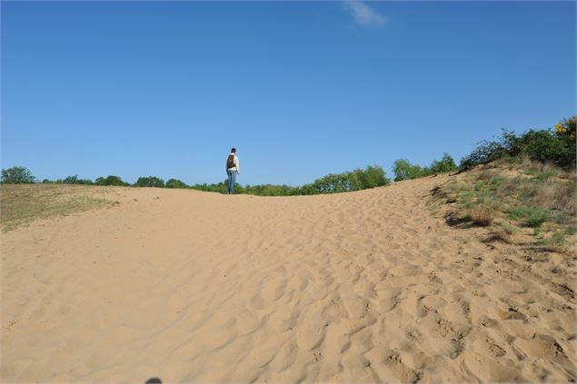 Dunes de sable continentales - Département de l'Ain, S. Tournier