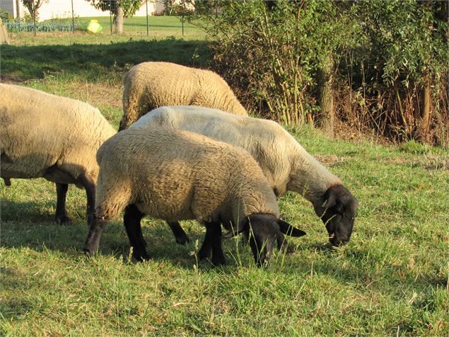 Les moutons - Office de Tourisme du Pays-de-Bâgé et de Pont-de-Vaux