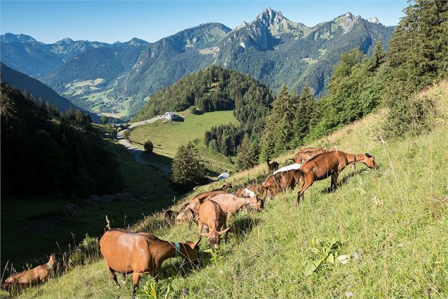 La montée en compagnie des chèvres et la vue sur l'alpage de Tréchauffé - Yvan Tisseyre/OT Vallée d'