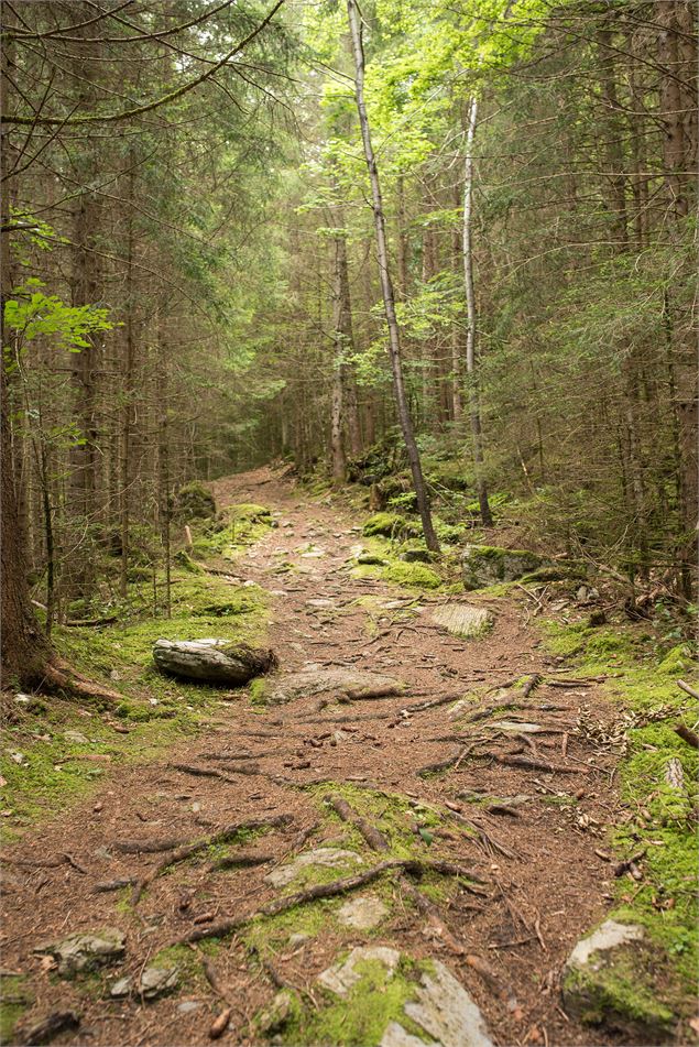 Le sentier dans la forêt - Yvan Tisseyre / OT Vallée d'Aulps