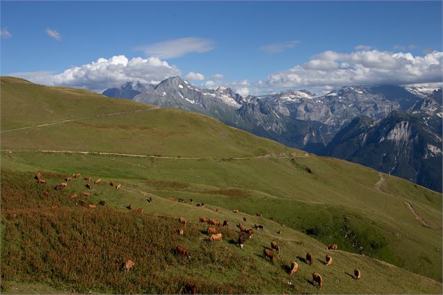 Vaches Mont Jovet - Bozel - Focus Outdoor