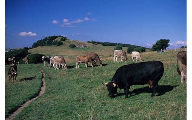 Vaches suisses près du Chalet d'alpage de Chavanne - Pierre CUSIN