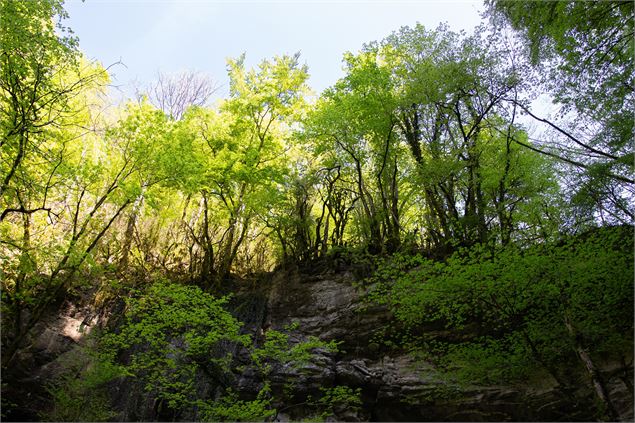 la forêt au-dessus des cuves du Buizin - Marilou Perino