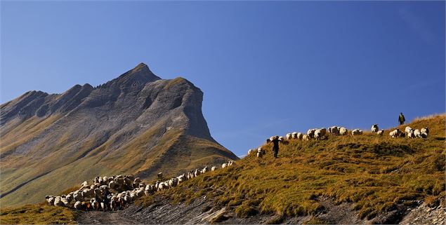 Vue sur Croise Baulet, moutons en estive - Les Monstres de Cordon