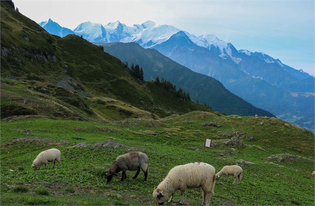 Alpages de Pormenaz - OT Vallée de Chamonix-Mont-Blanc