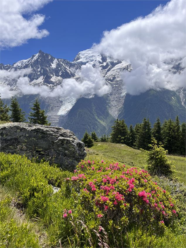 Chailloux en fleurs - Office de Tourisme Vallée de Chamonix Mont-Blanc - MR