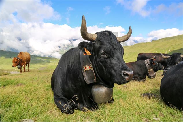Vache d'Hérens au Col de Balme - OTVCMB_SA