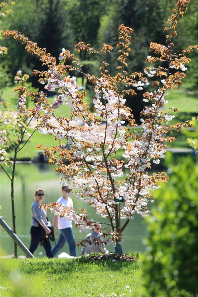 Collection nationale de cerisiers à fleurs d'asie - Fier et usses
