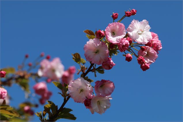 Prunus serrulata ‘Little Pink Perfection’ - Uberti©