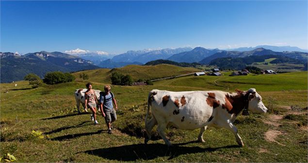 Alpage d'Ajon - Office de Tourisme des Alpes du Léman