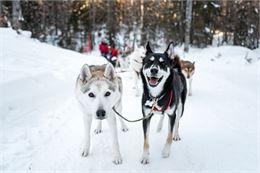 chiens de traineaux - GCAT