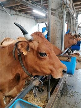 Vache de l'Abérieux - ©Cordon Tourisme