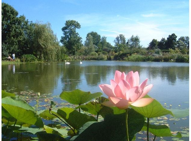 Visite commentée des Jardins Aquatiques