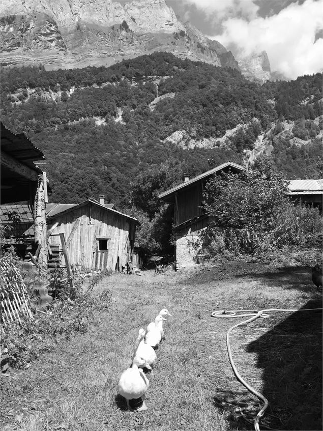 Visite de la ferme du Brairet - Ferme du Brairet