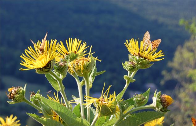 Journée découverte des plantes médicinales