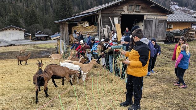 Traite des chèvres et assiette locale à la ferme