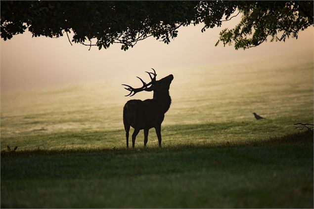 A l'écoute du frissonnant brame du cerf