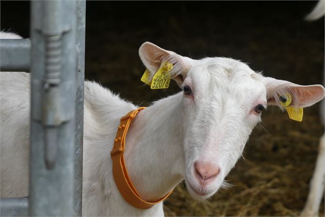 Crée ton propre beurre à la ferme