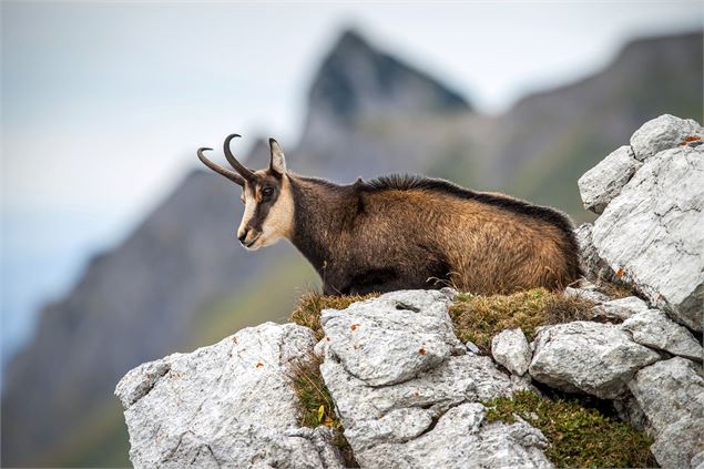 Observation des cerfs et chamois