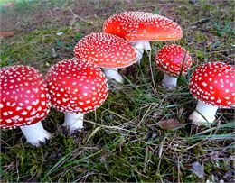 Amanites tue-mouches - Groupe Nature