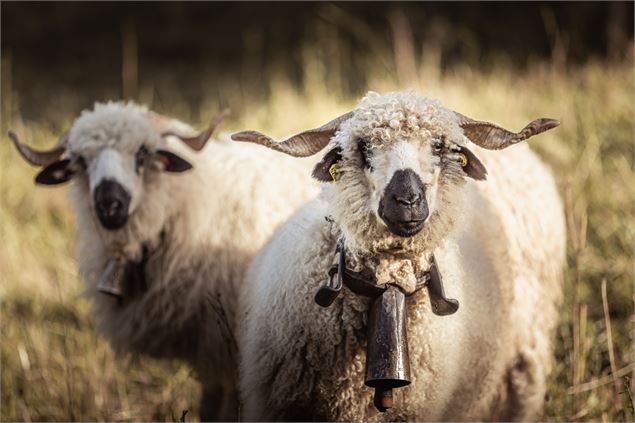 Fête des Moutons et des Chèvres