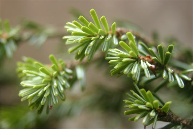 Les sens des Alpes : visite du lieu de production d'huiles essentielles