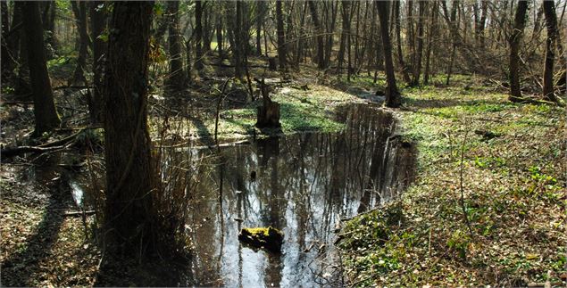 Sortie nature : Découverte de la pierre à Cupules - CEN