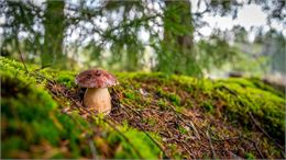 À la découverte des champignons de saison