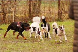 Chiens qui s'amusent - OT MCM