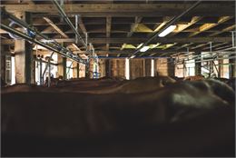 Visite guidée d'une ferme