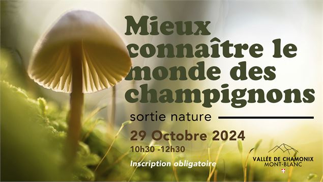 Sortie Nature - Mieux connaître le monde des champignons